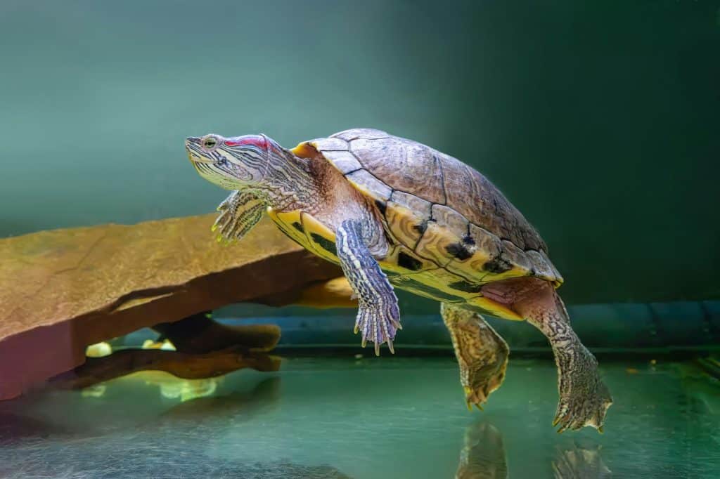 Domestic Red Eared Turtle, Trachemys Scripta, Pond Slider Swims In Aquarium Water